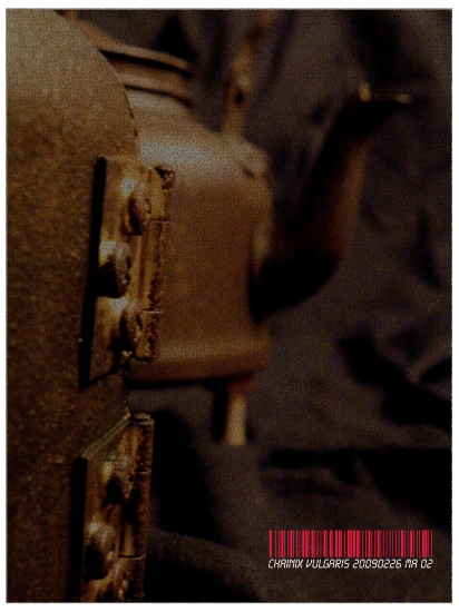 Marija Ambrasaitė
2009
