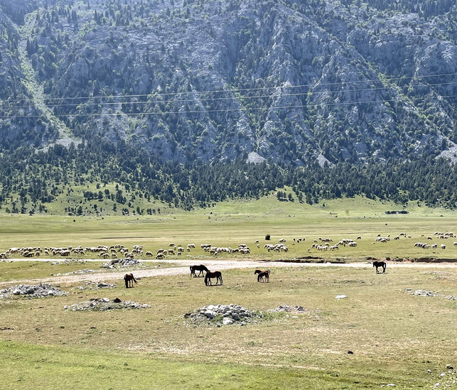 Aušrinė Saulė Petraitytė_Laisvė
