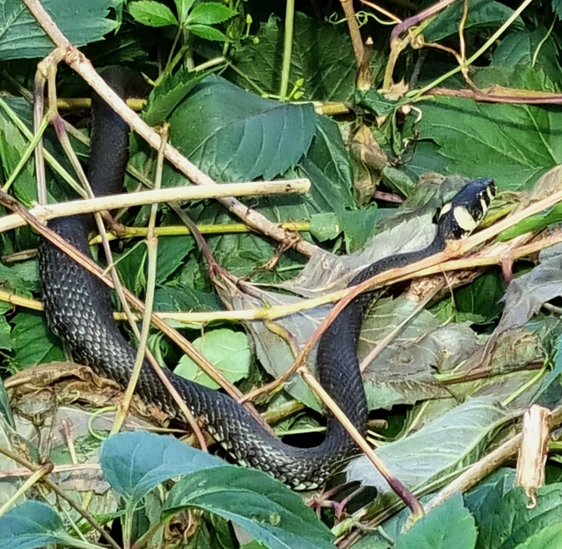 Austėja_Ratkutė_Žaltys
