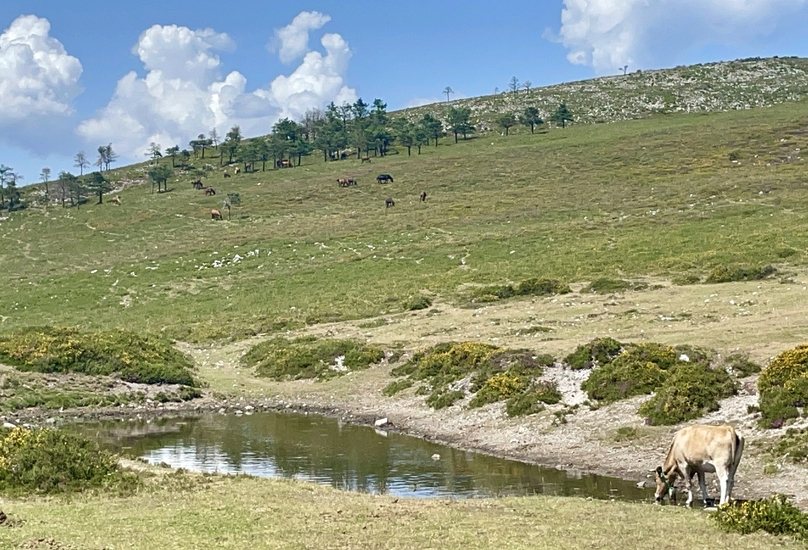 Austėja_Vaišnytė_Laukinė gamta
