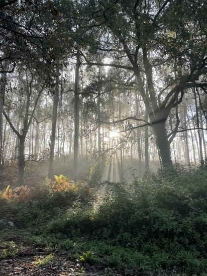 Austėja Vaišnytė_Vėjas eukaliptuose 
