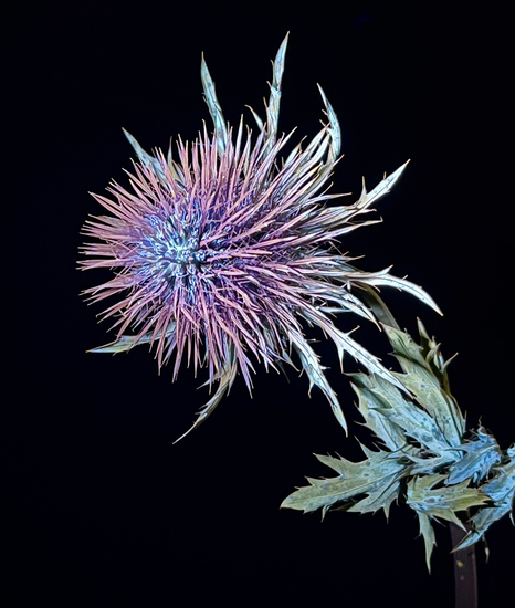 Deividas__Vakauskas_Kosminė_usnis
