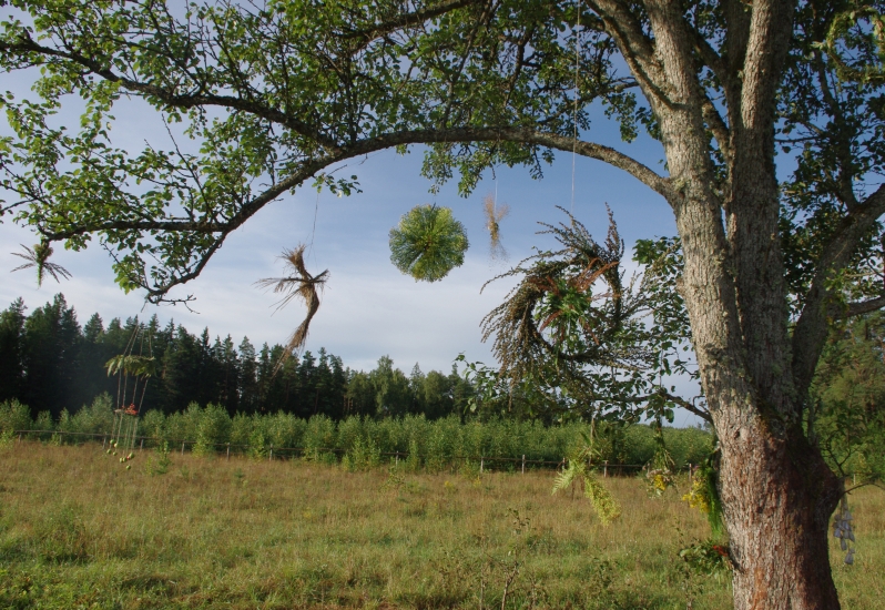 Edita Šiaulytė
2010
