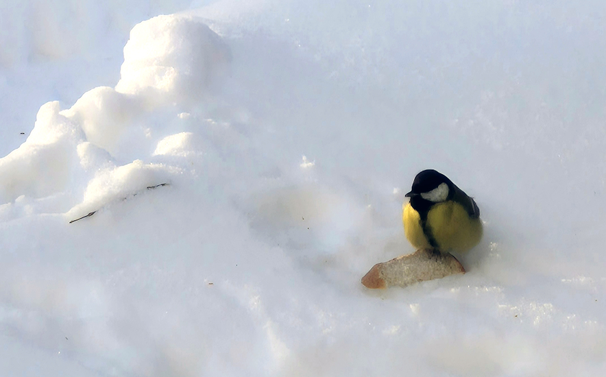 Ksenia_Kuznecova_Pavasario belaukiant
