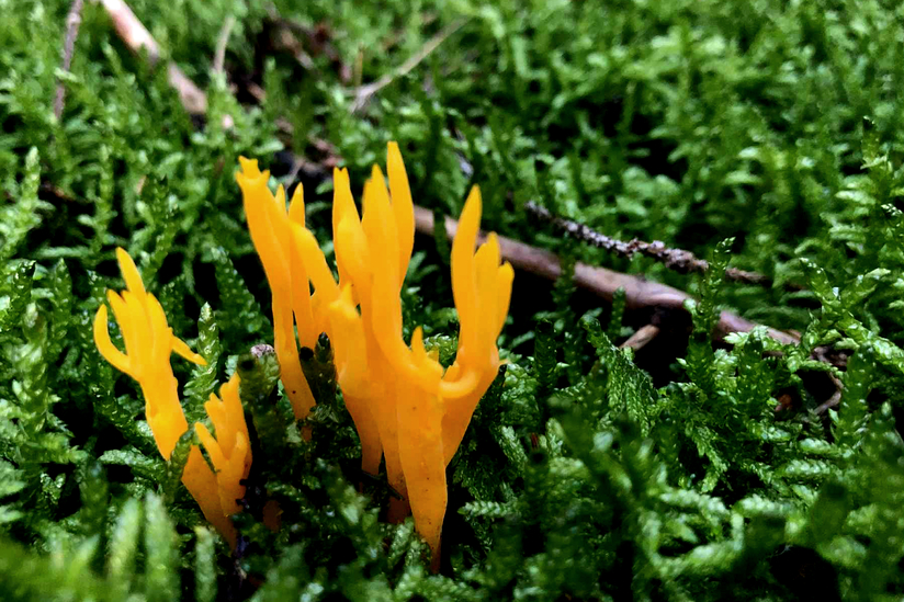 Mija_Lukošiūtėte_Elniaragis
