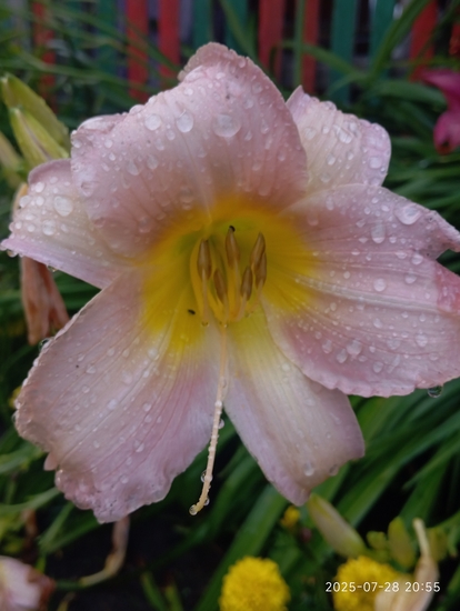 Oresta_Stočkūnaitė_Trapus grožis
