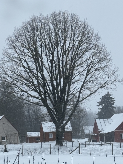 Urtė_Gružauskaitė_Prisiminimų_medis
