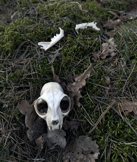 Urtė Kasperavičiūtė  SIC_TRANSIT_GLORIA_MUNDI
