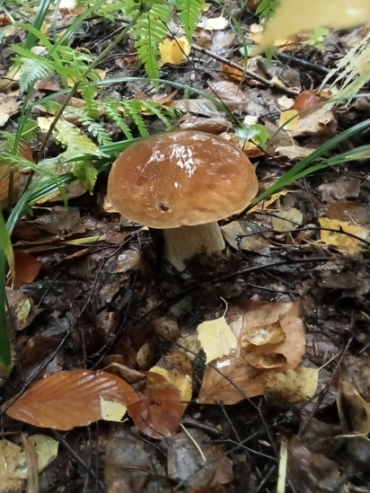 Viktorija Klevetenko
