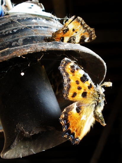 Austėja Poškutė
2010
